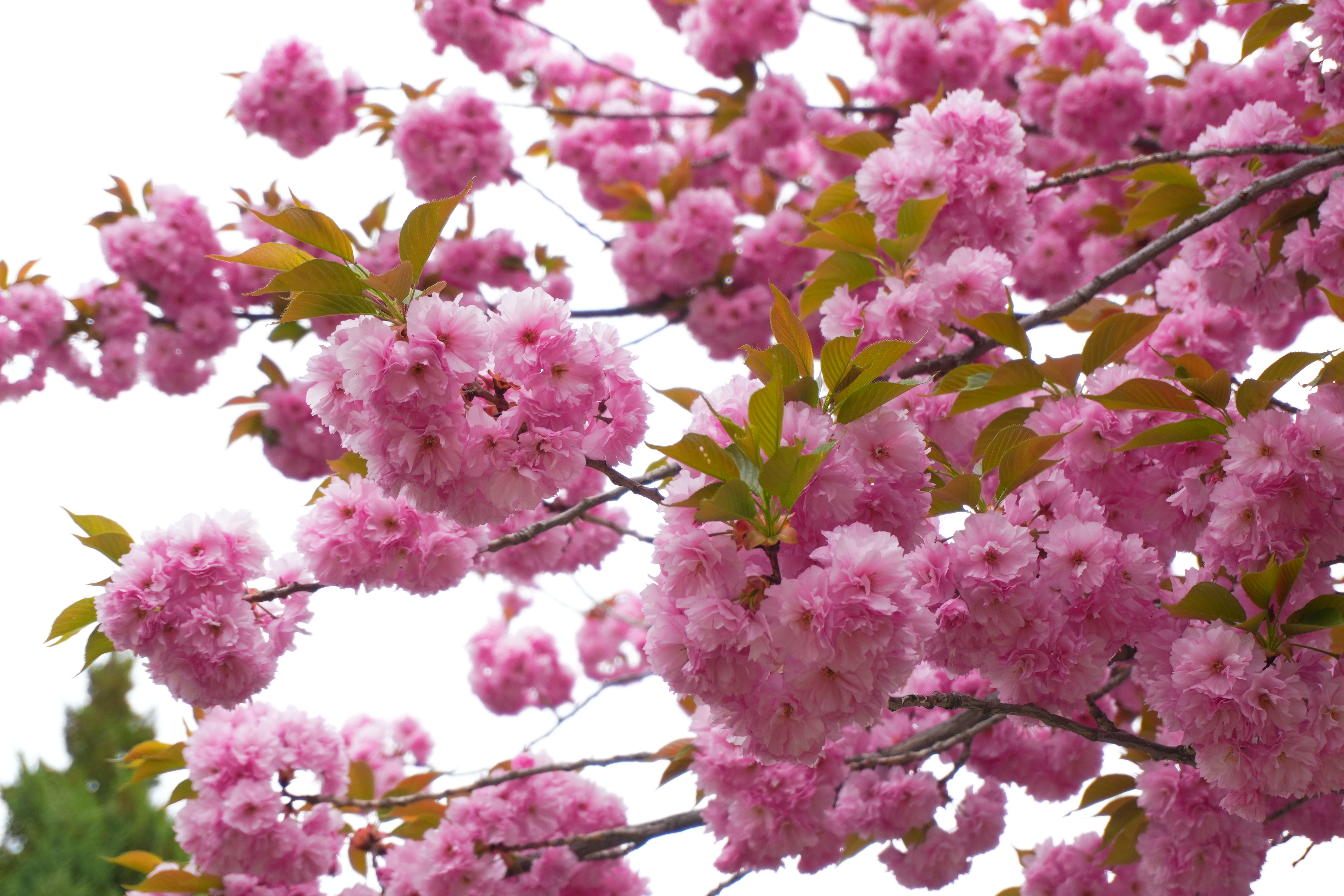 鲜花